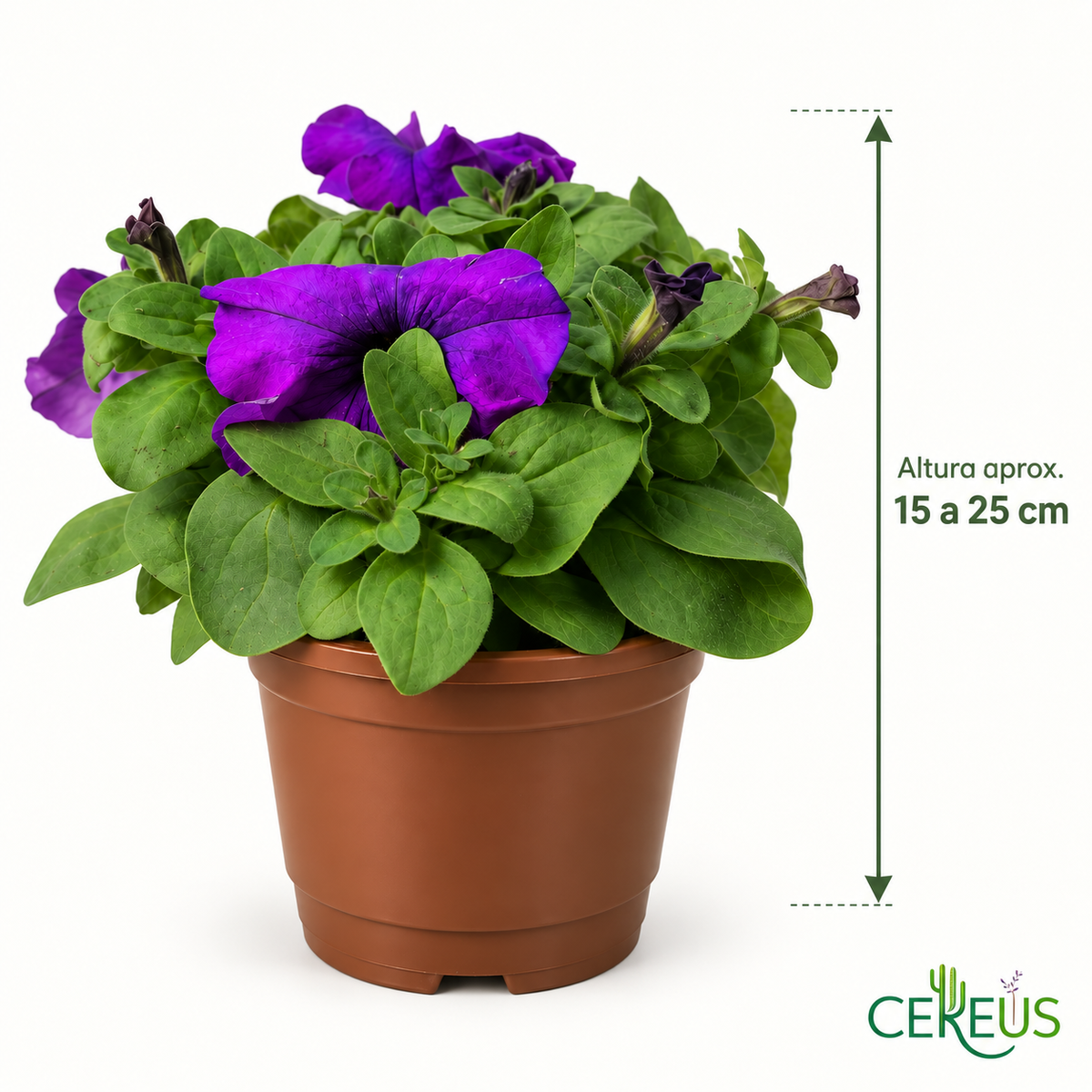 Petunia Híbrida Con Macetero 15 A 25 Cm