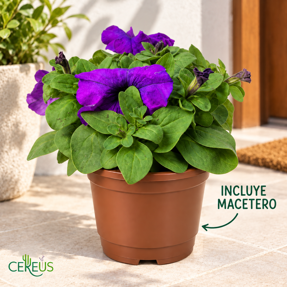 Petunia Híbrida Con Macetero 15 A 25 Cm
