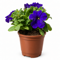 Petunia Híbrida Con Macetero 15 A 25 Cm