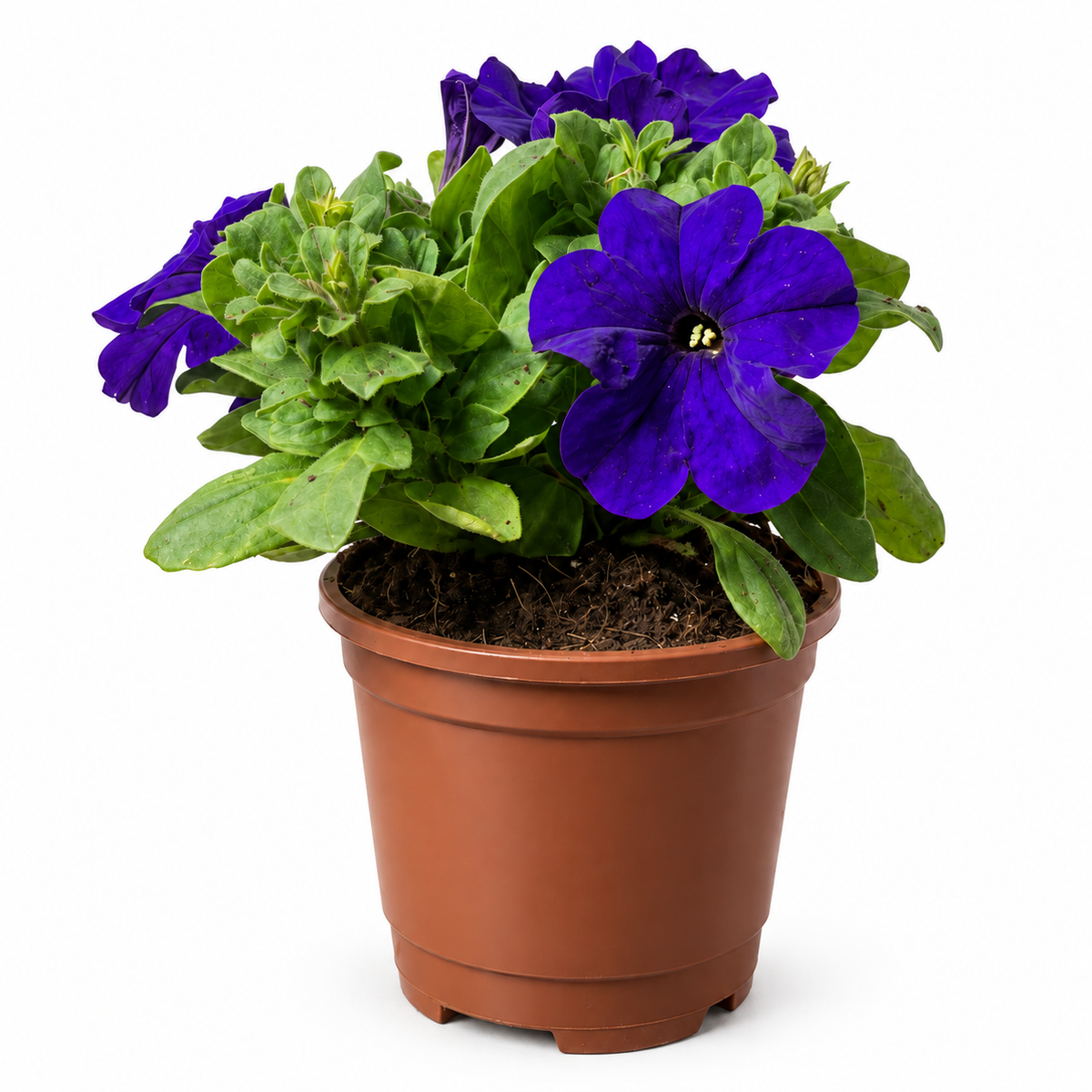 Petunia Híbrida Con Macetero 15 A 25 Cm