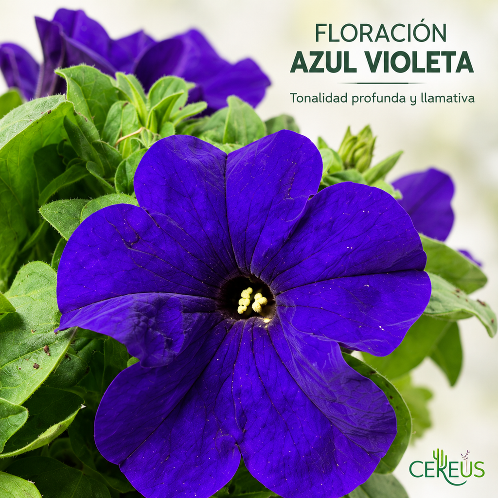 Petunia Híbrida Con Macetero 15 A 25 Cm