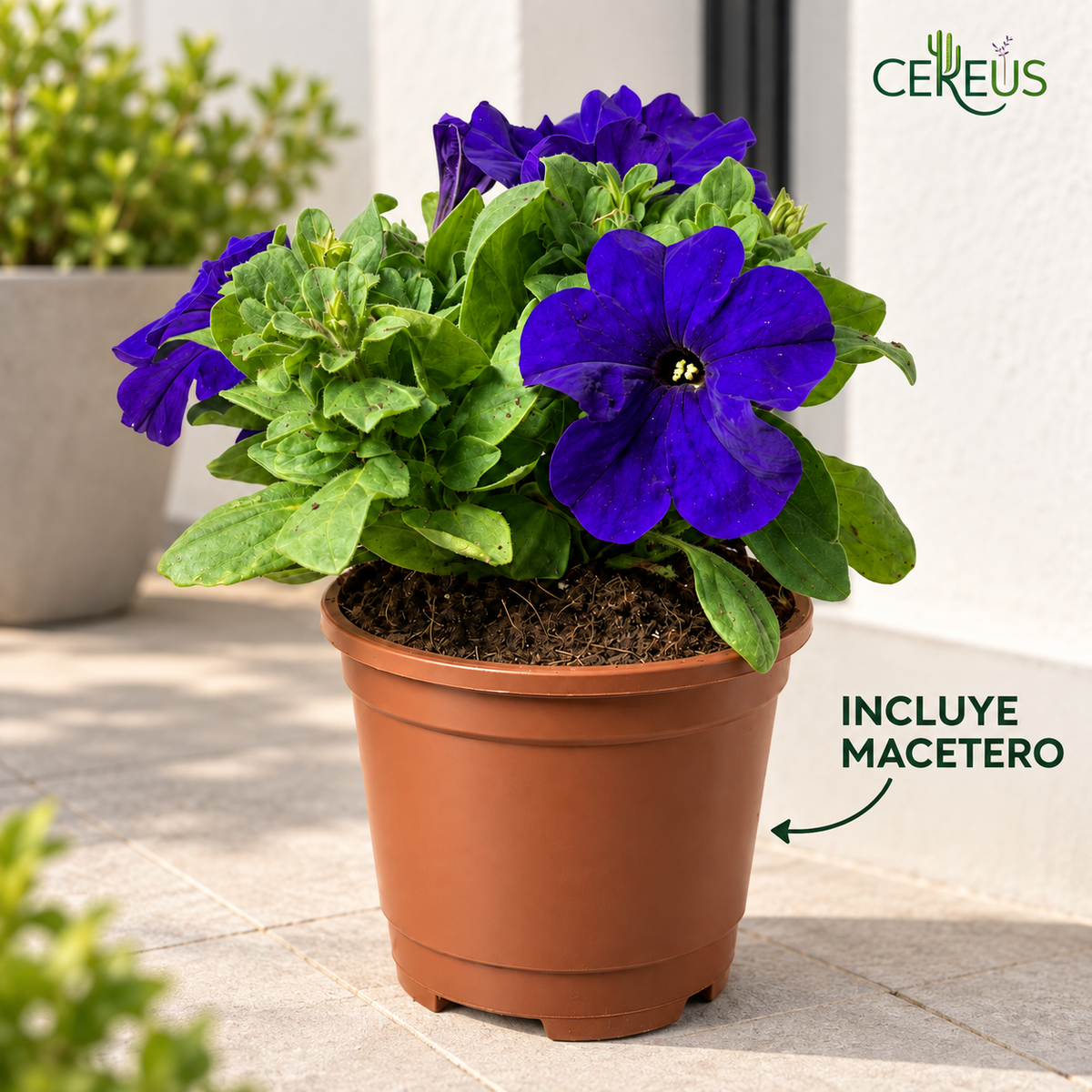 Petunia Híbrida Con Macetero 15 A 25 Cm