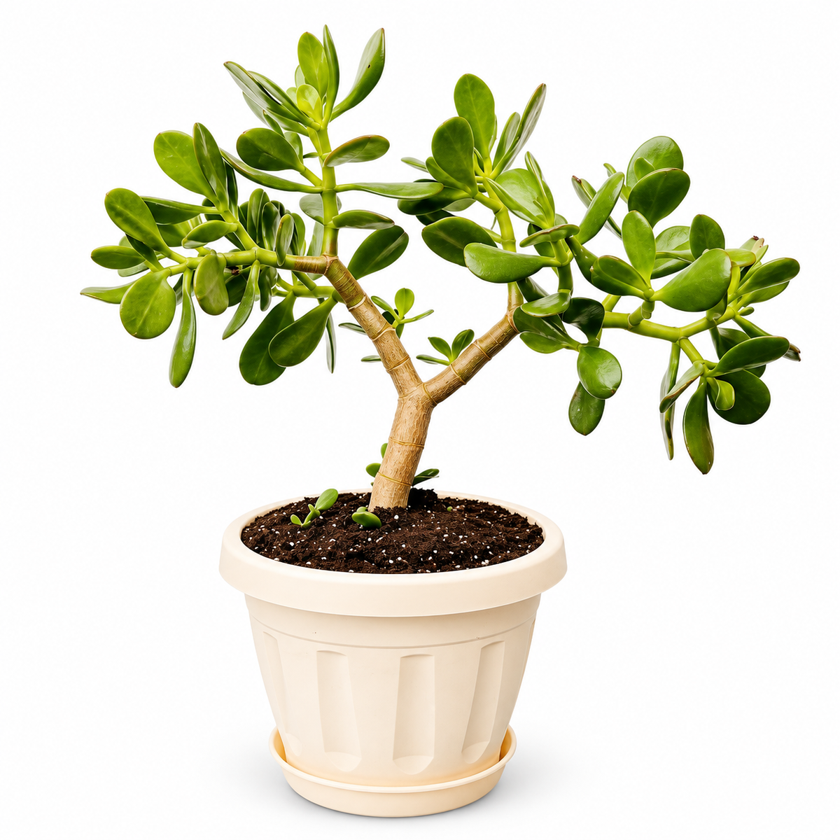 Árbol de Jade con Macetero y Plato 45 a 55 cm