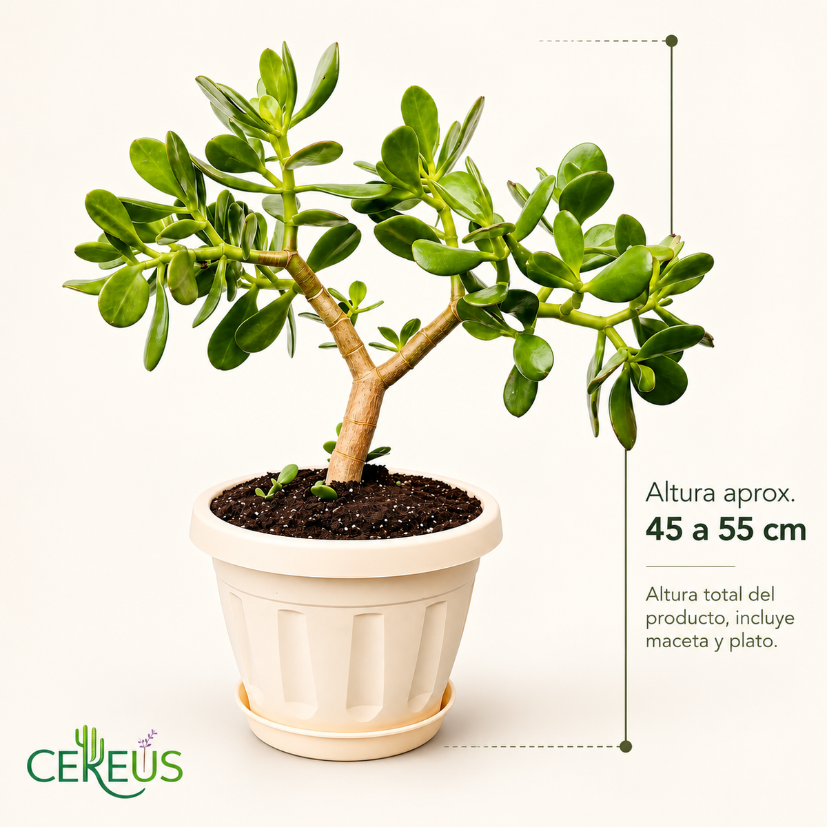 Árbol de Jade con Macetero y Plato 45 a 55 cm
