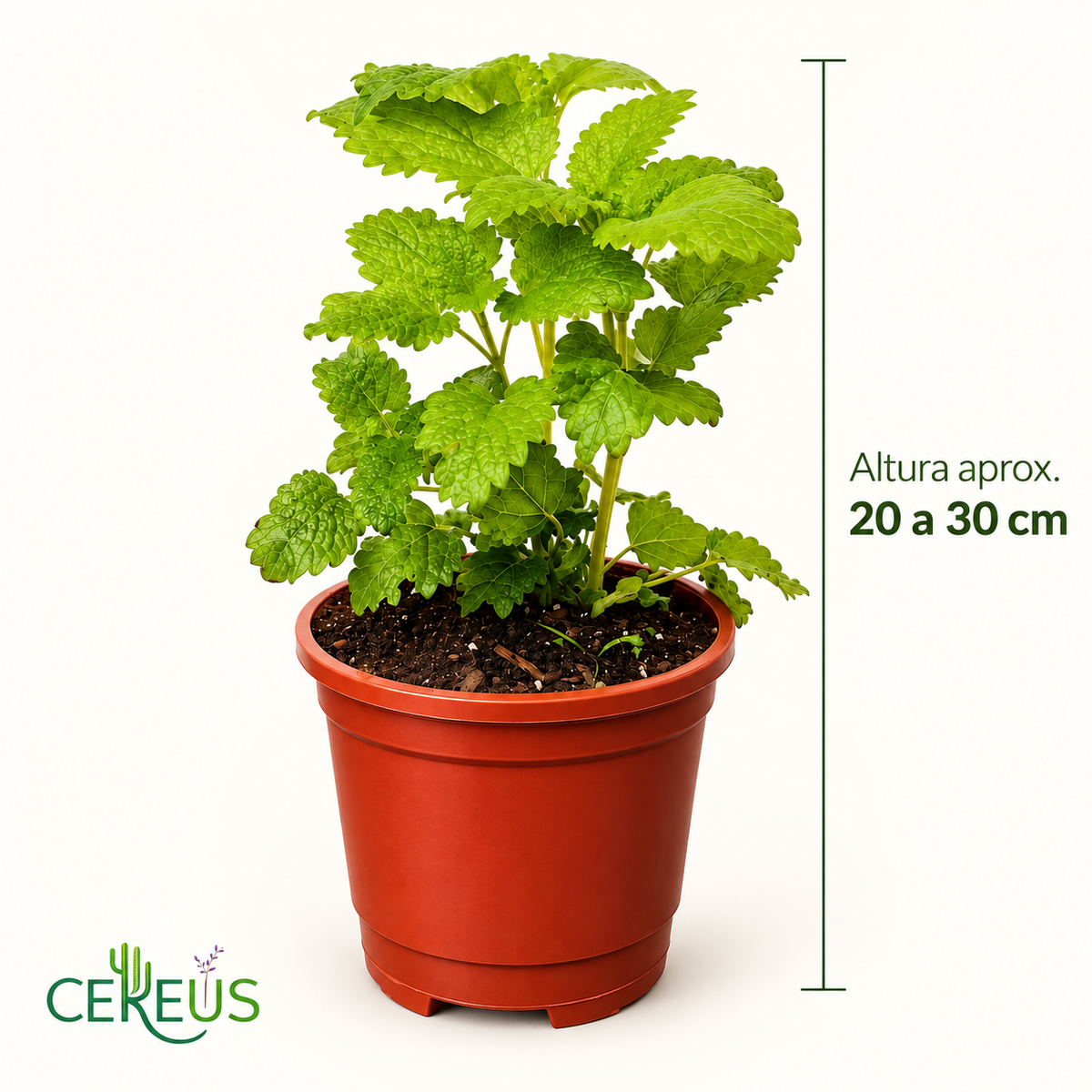 Toronjil Melisa con Macetero 20 a 30 cm
