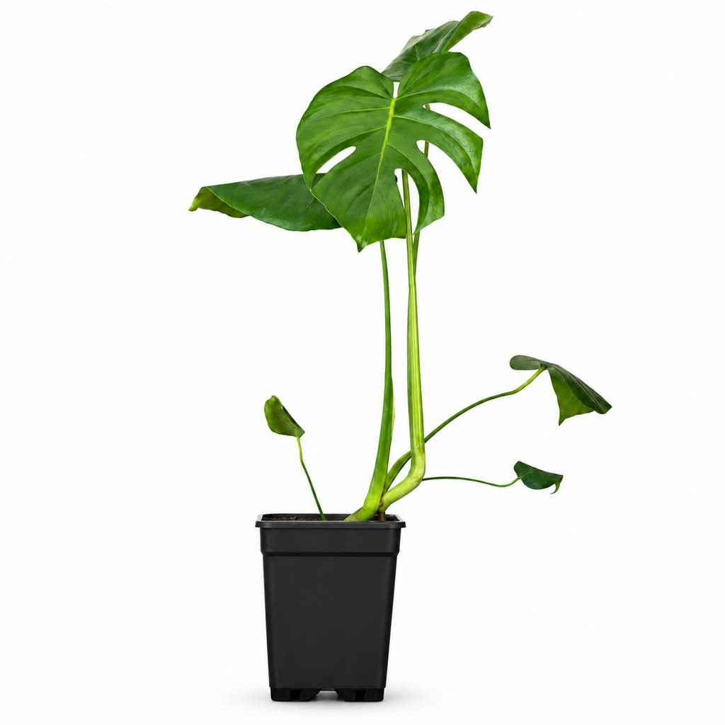 Costilla de Adán Monstera Deliciosa 50-70 cm