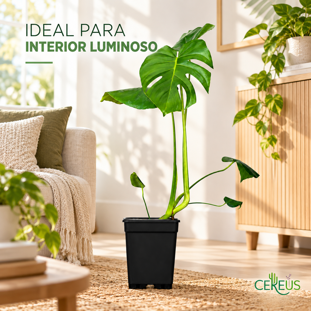 Costilla de Adán Monstera Deliciosa 50-70 cm