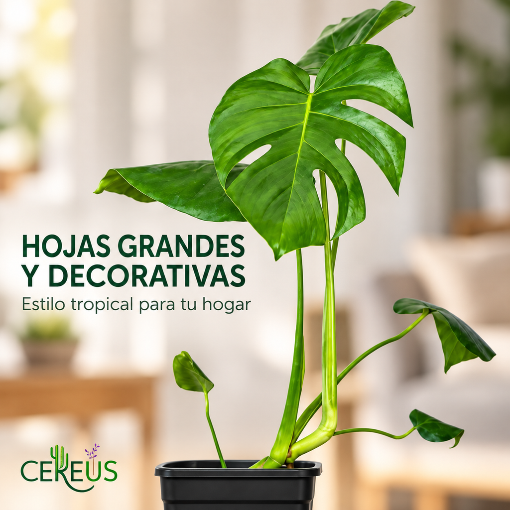 Costilla de Adán Monstera Deliciosa 50-70 cm