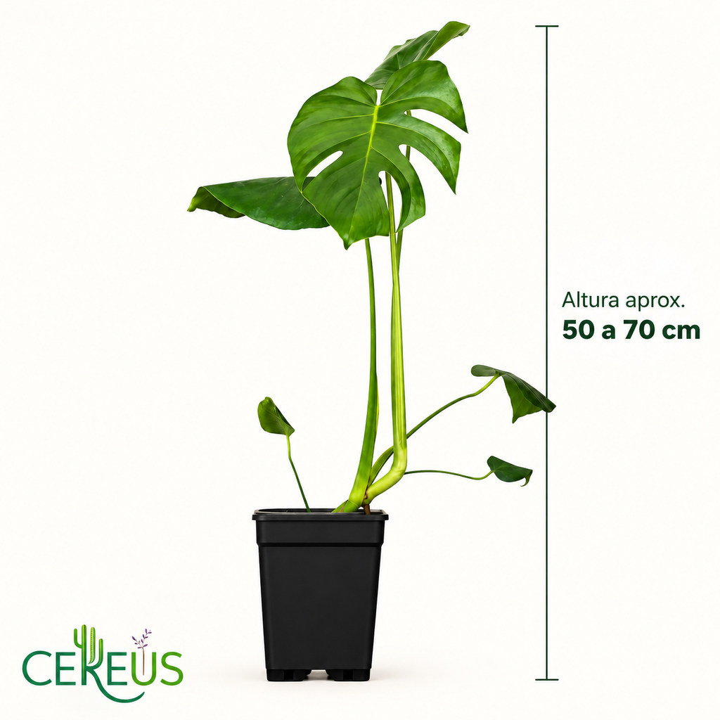 Costilla de Adán Monstera Deliciosa 50-70 cm