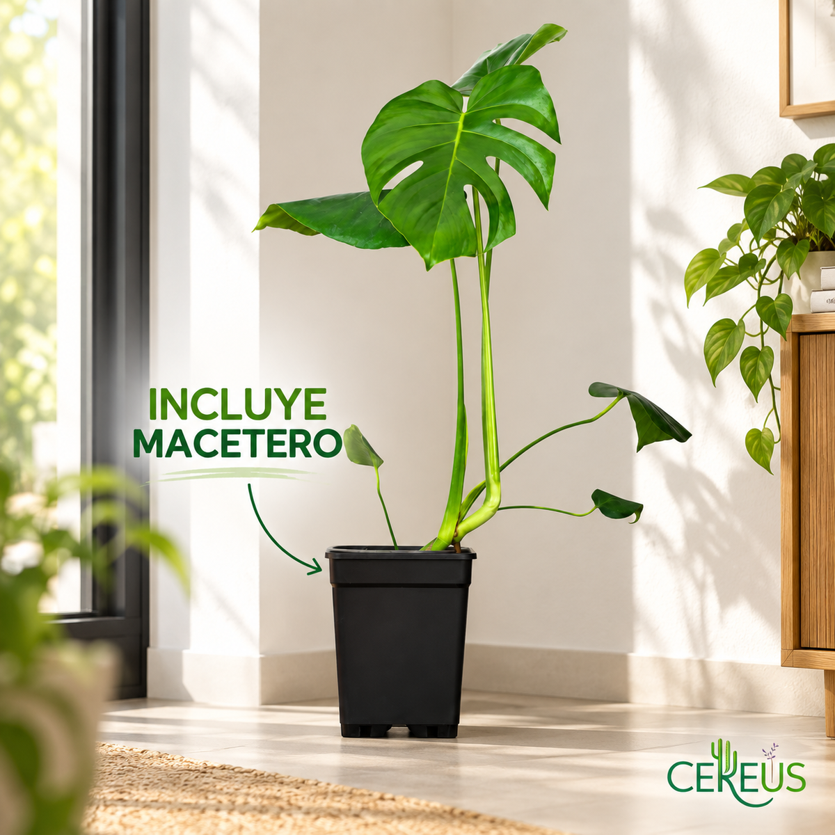 Costilla de Adán Monstera Deliciosa 50-70 cm