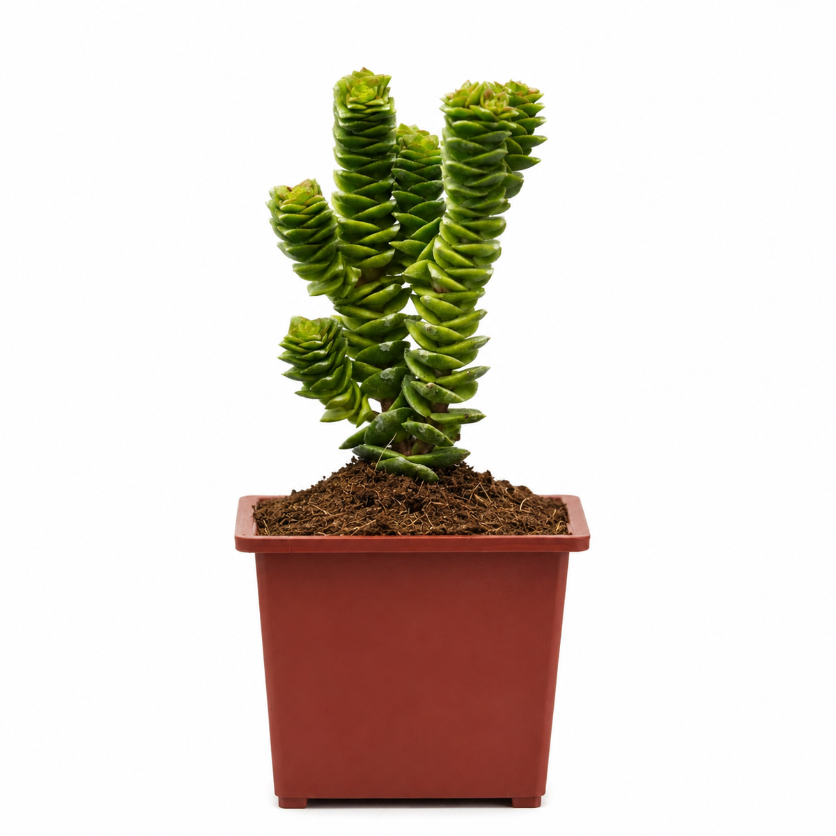Crassula Green Pagoda con Macetero – 15 a 20 cm