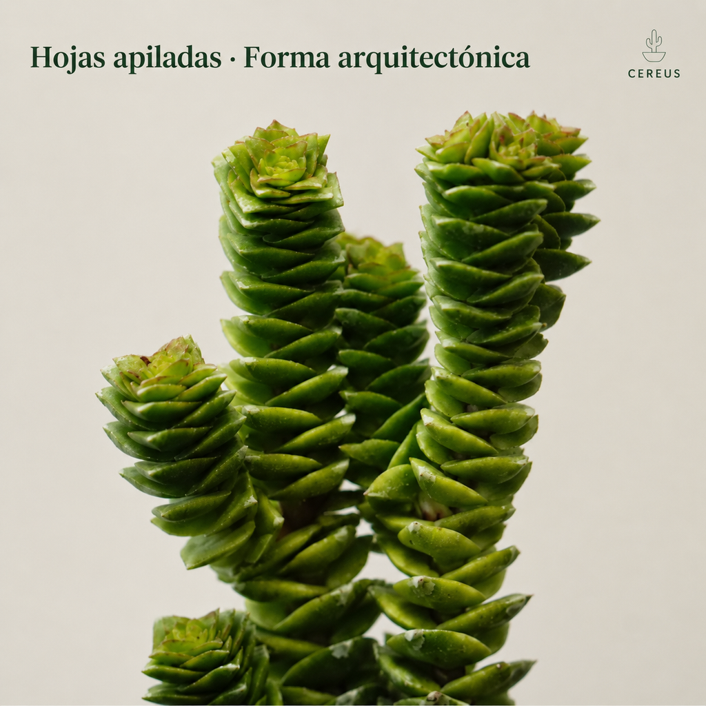 Crassula Green Pagoda con Macetero – 15 a 20 cm