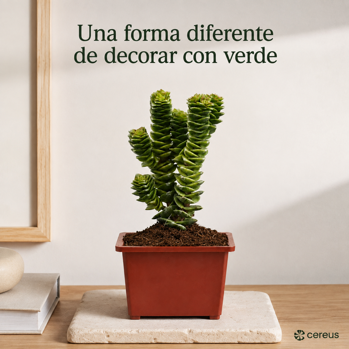 Crassula Green Pagoda con Macetero – 15 a 20 cm
