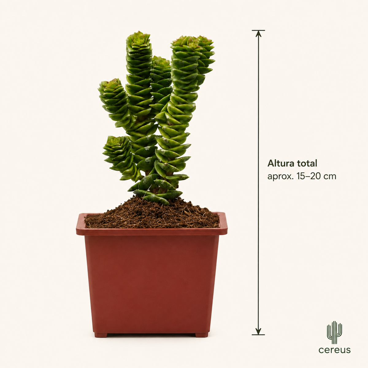 Crassula Green Pagoda con Macetero – 15 a 20 cm