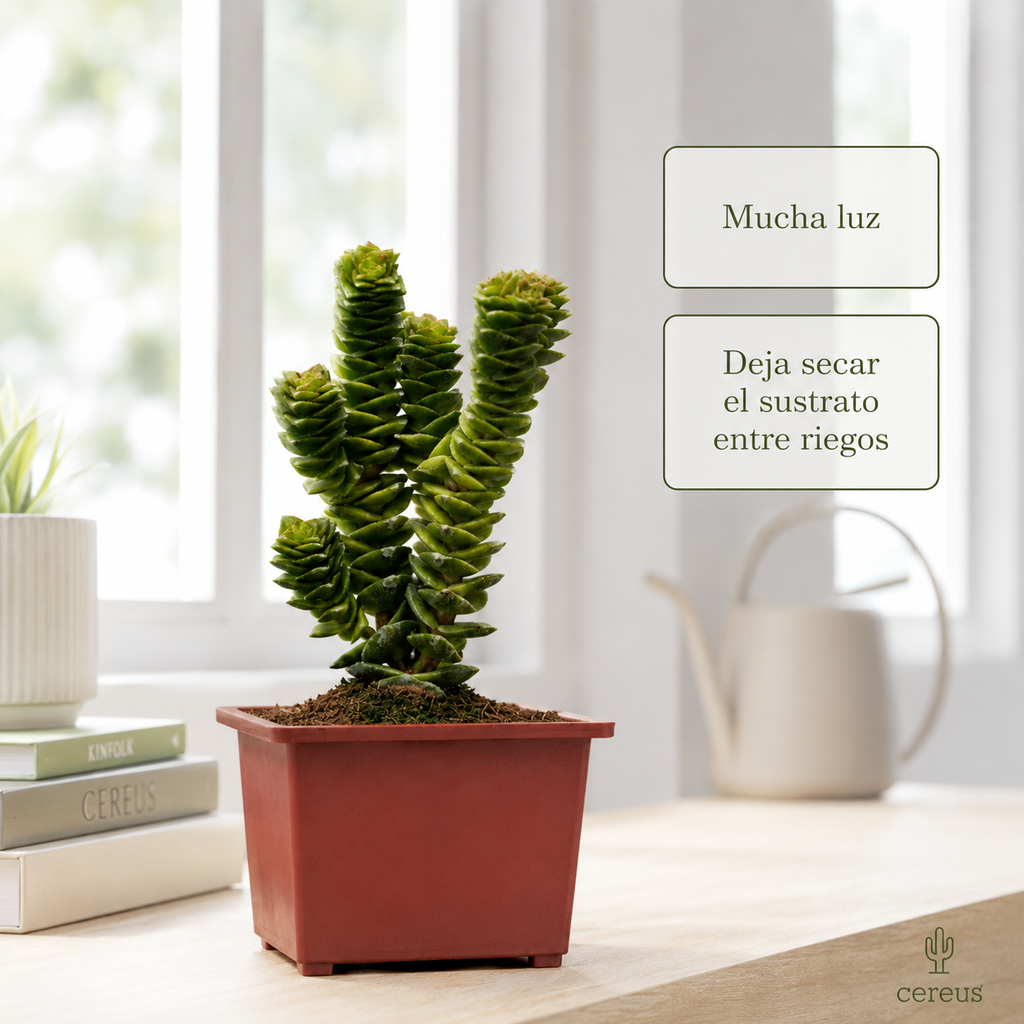 Crassula Green Pagoda con Macetero – 15 a 20 cm