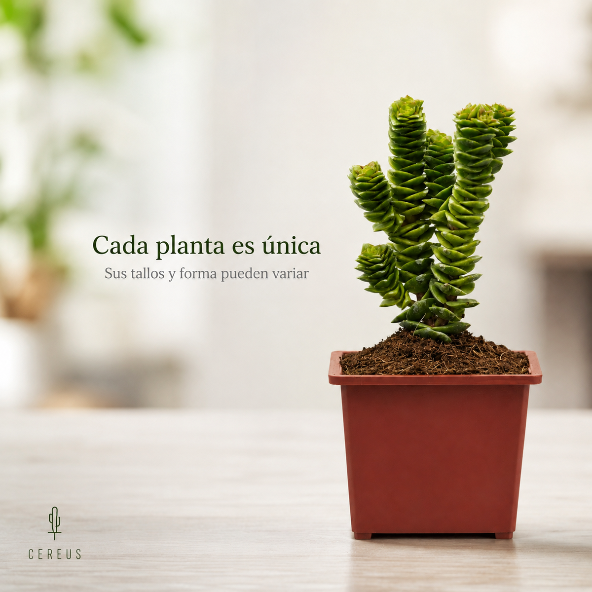 Crassula Green Pagoda con Macetero – 15 a 20 cm