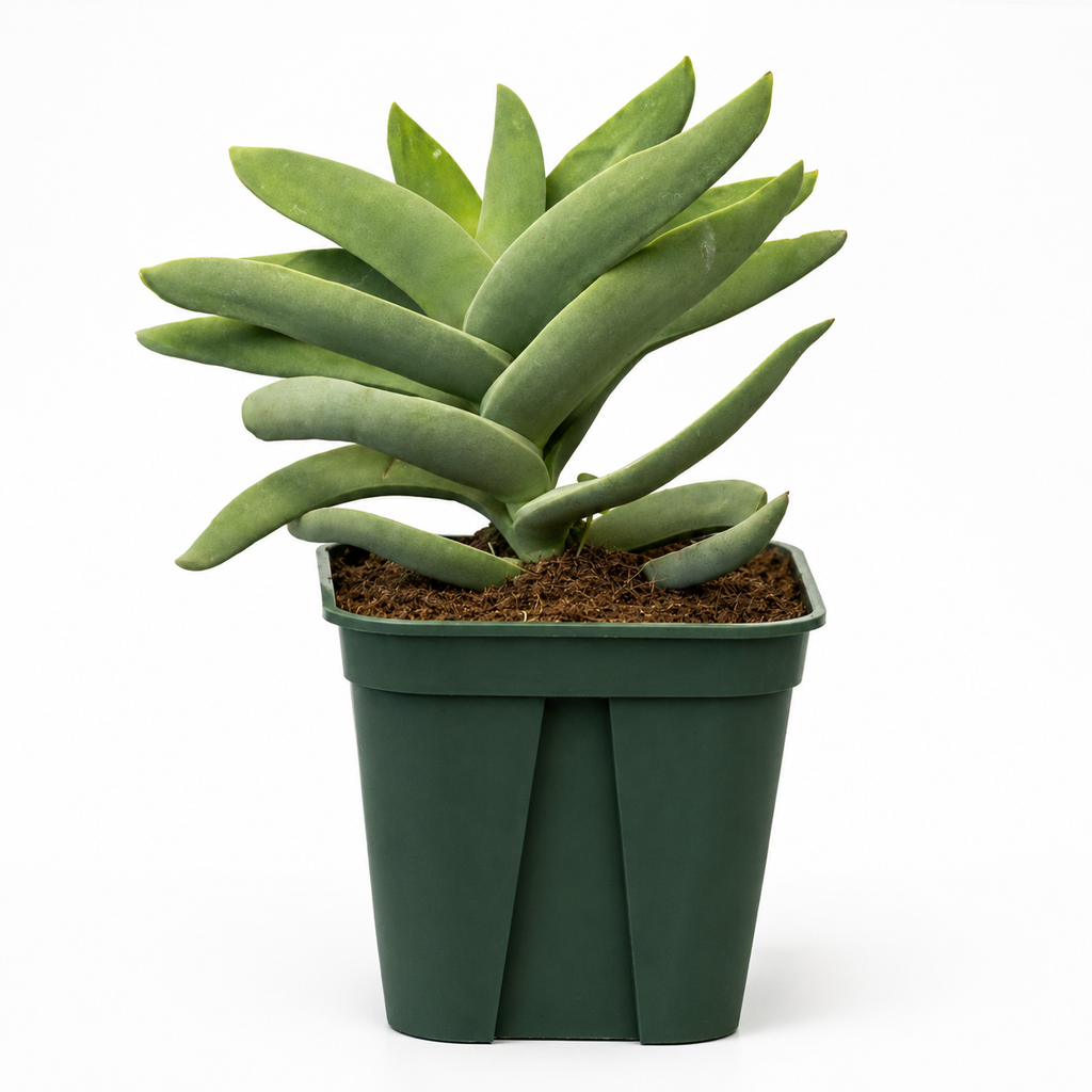 Crassula Falcata Aleta de Tiburón con Macetero – 20 a 35 cm