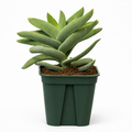 Crassula Falcata Aleta de Tiburón con Macetero – 20 a 35 cm
