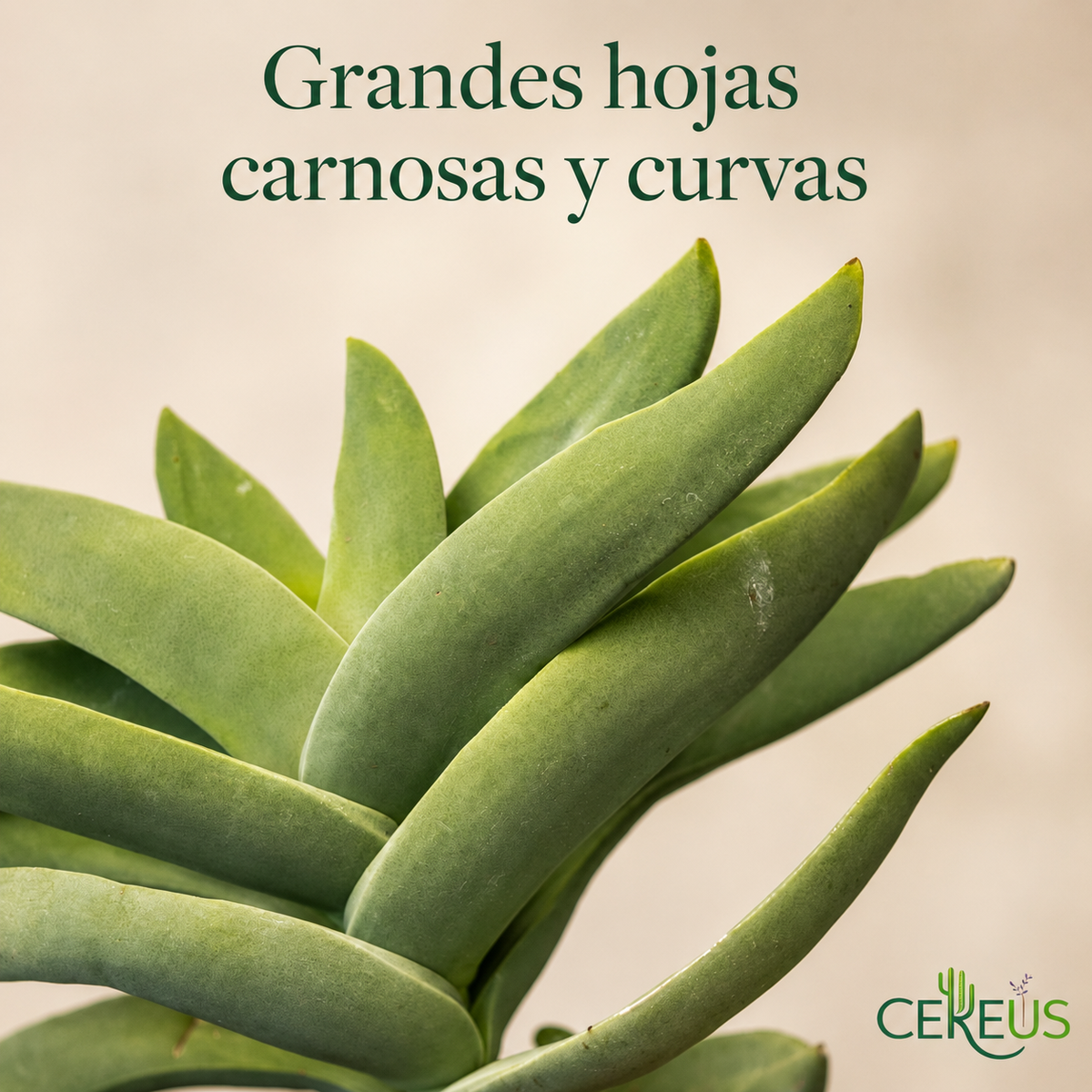 Crassula Falcata Aleta de Tiburón con Macetero – 20 a 35 cm