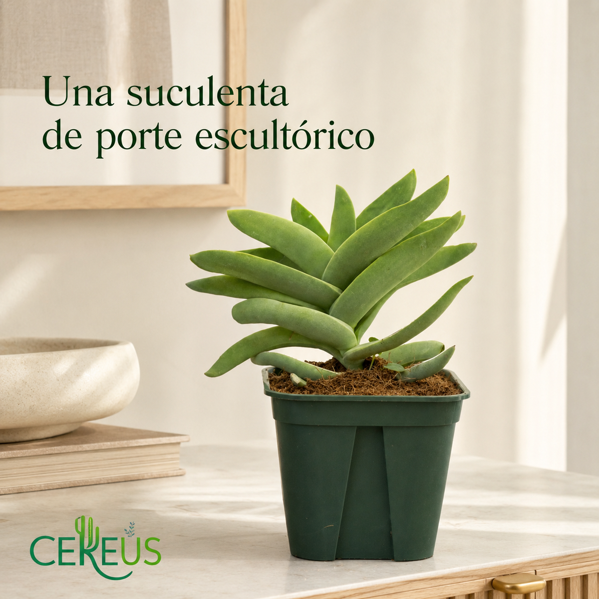Crassula Falcata Aleta de Tiburón con Macetero – 20 a 35 cm