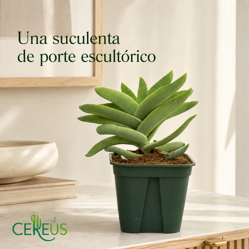 Crassula Falcata Aleta de Tiburón con Macetero – 20 a 35 cm