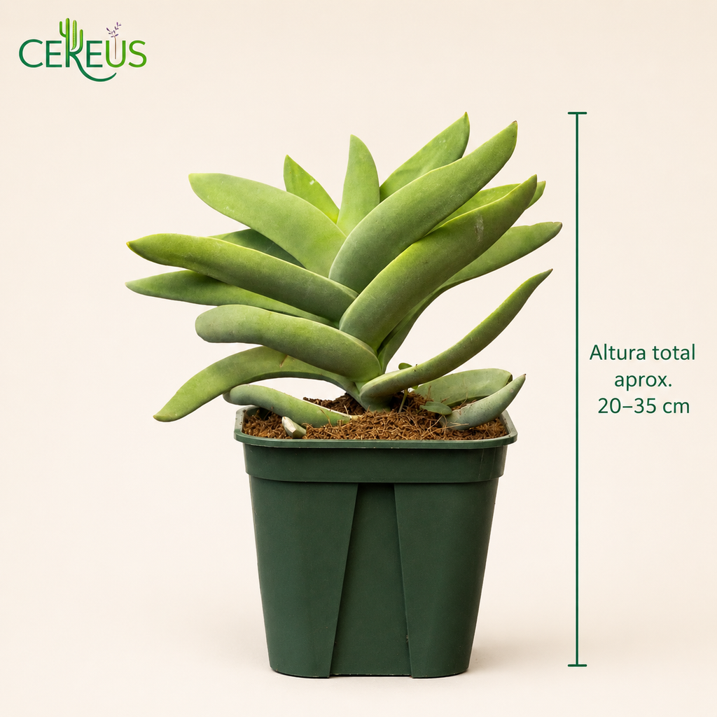 Crassula Falcata Aleta de Tiburón con Macetero – 20 a 35 cm