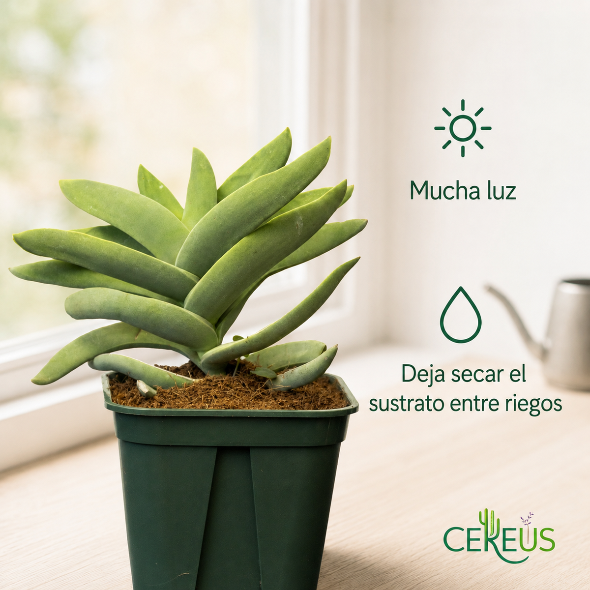 Crassula Falcata Aleta de Tiburón con Macetero – 20 a 35 cm