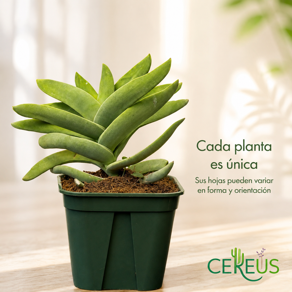 Crassula Falcata Aleta de Tiburón con Macetero – 20 a 35 cm