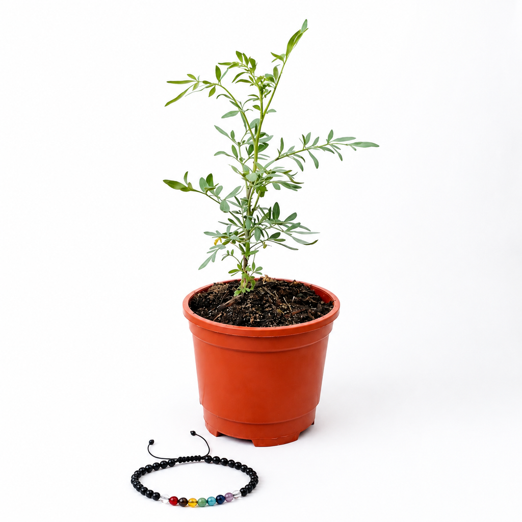 Kit Ruda + Pulsera 7 Chakras – Armonía y Protección Simbólica