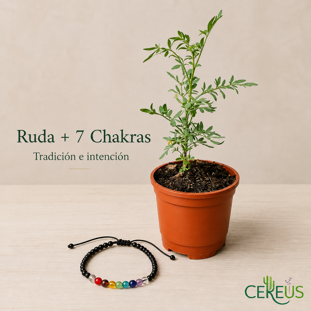 Kit Ruda + Pulsera 7 Chakras – Armonía y Protección Simbólica