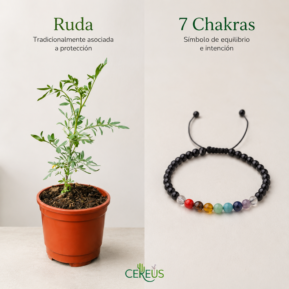 Kit Ruda + Pulsera 7 Chakras – Armonía y Protección Simbólica