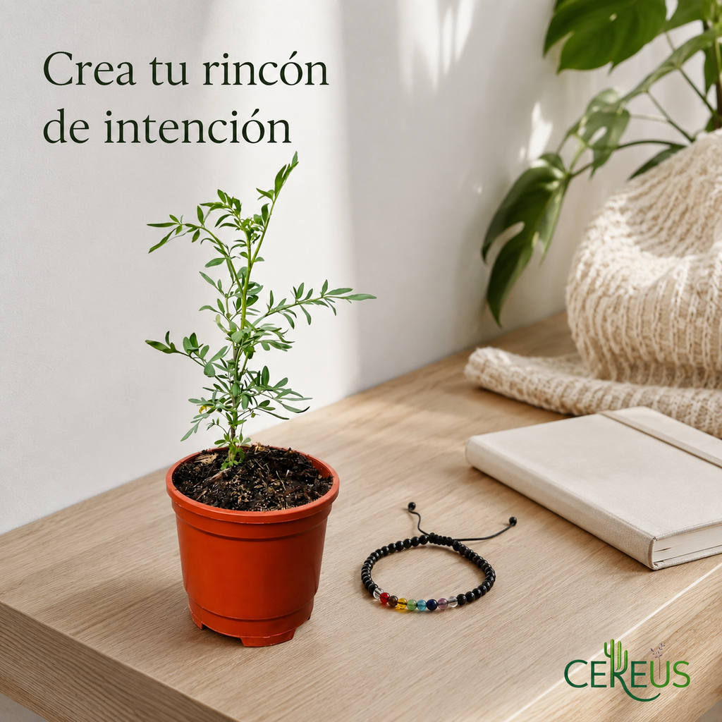 Kit Ruda + Pulsera 7 Chakras – Armonía y Protección Simbólica