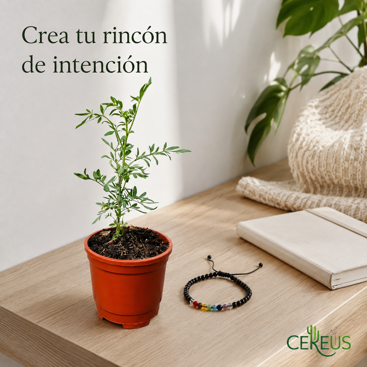 Kit Ruda + Pulsera 7 Chakras – Armonía y Protección Simbólica