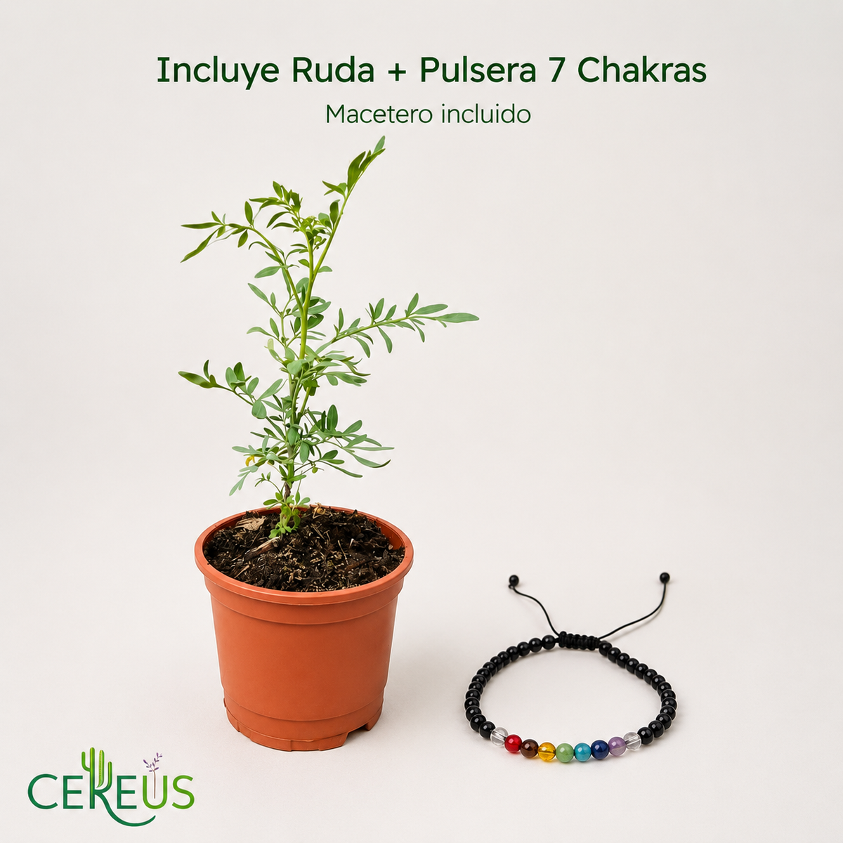Kit Ruda + Pulsera 7 Chakras – Armonía y Protección Simbólica