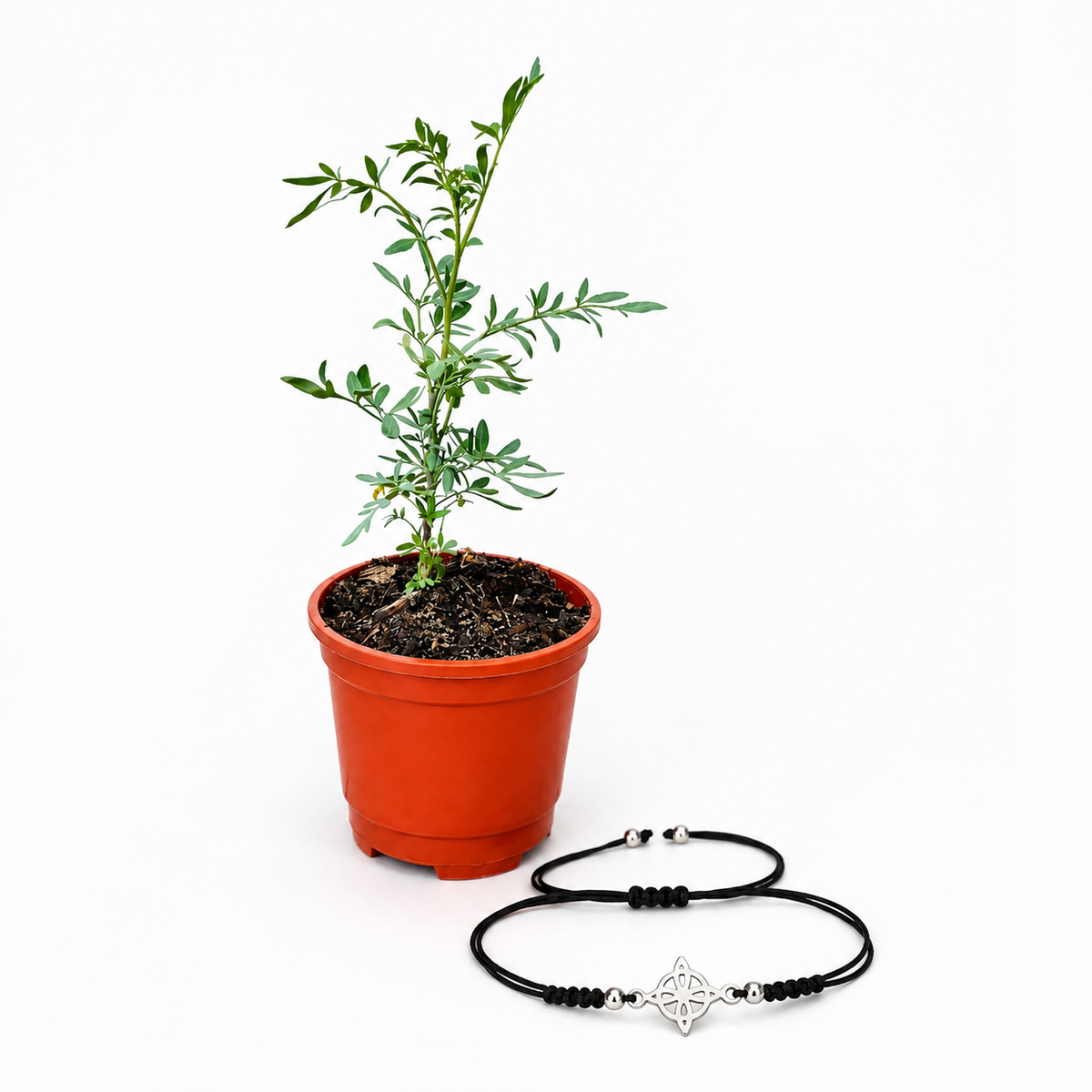 Kit Ruda + Pulsera Nudo de Bruja – Protección e Intención