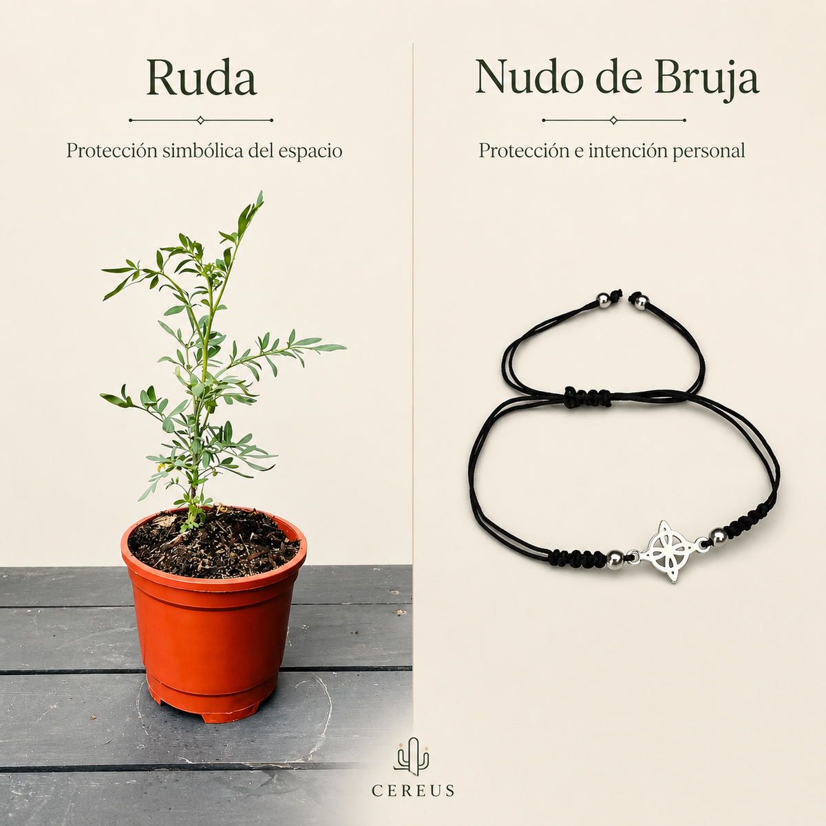 Kit Ruda + Pulsera Nudo de Bruja – Protección e Intención