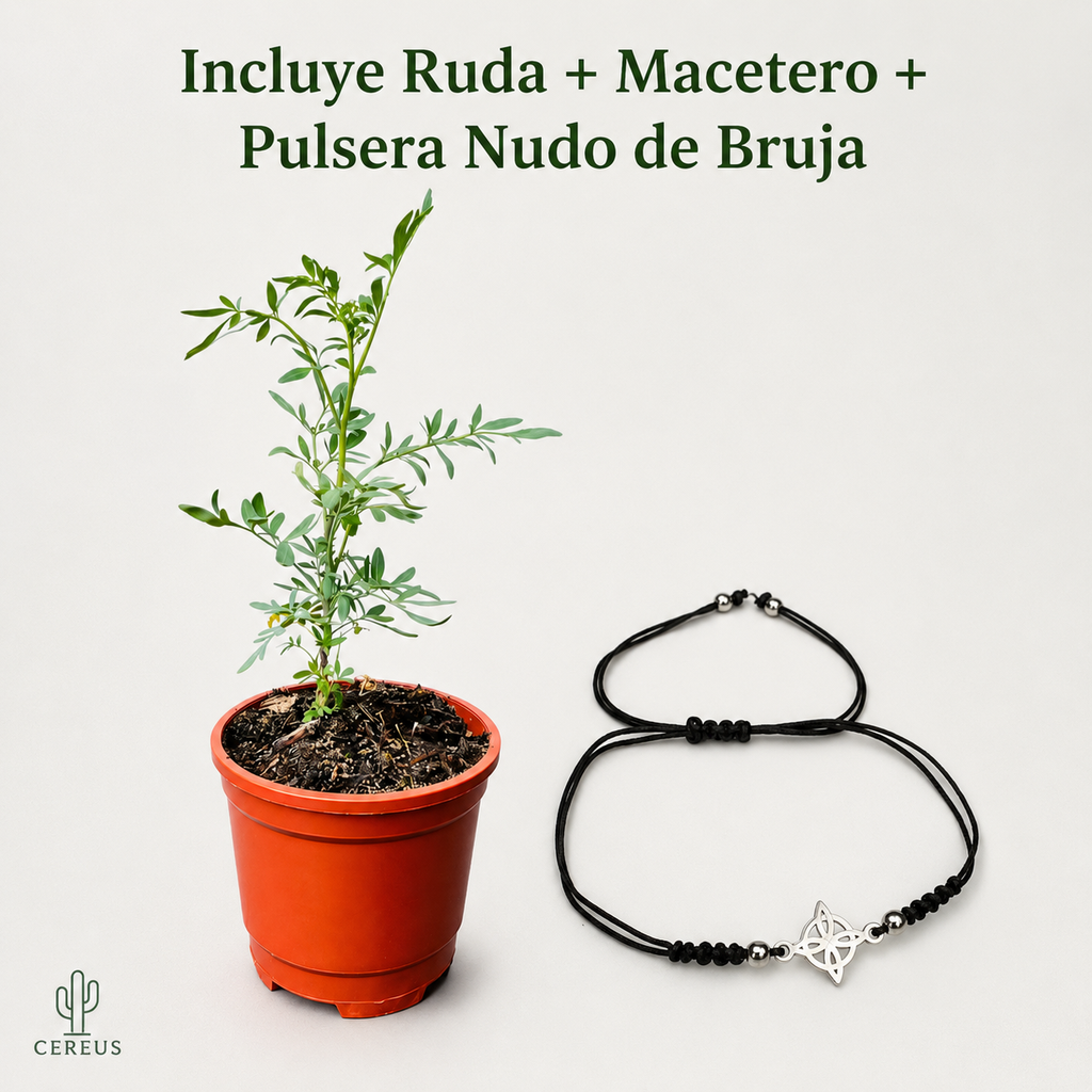Kit Ruda + Pulsera Nudo de Bruja – Protección e Intención