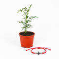 Kit Ruda + Pulsera Roja Nudo de Bruja – Protección e Intención