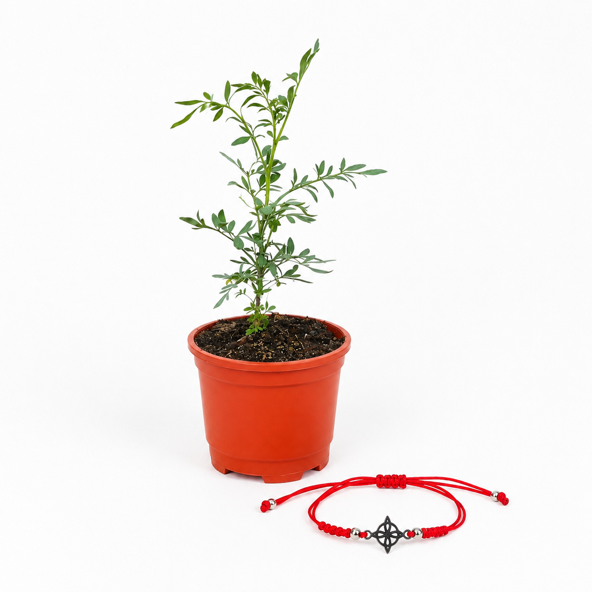 Kit Ruda + Pulsera Roja Nudo de Bruja – Protección e Intención