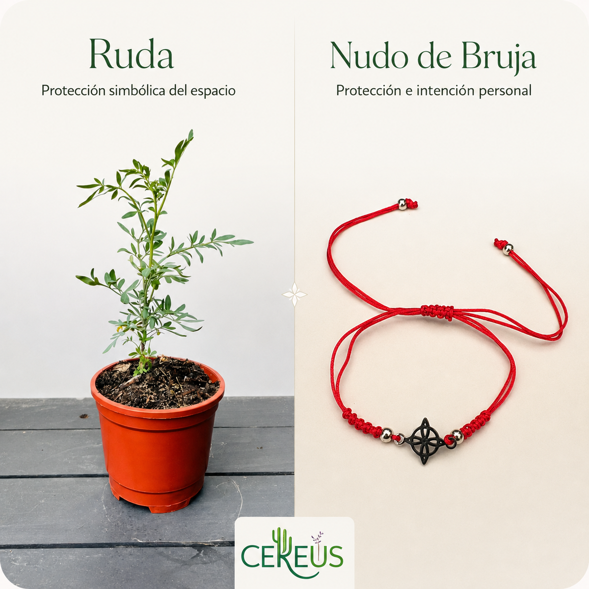 Kit Ruda + Pulsera Roja Nudo de Bruja – Protección e Intención