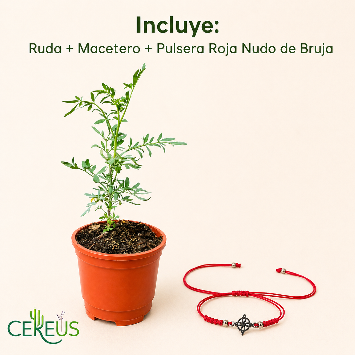 Kit Ruda + Pulsera Roja Nudo de Bruja – Protección e Intención
