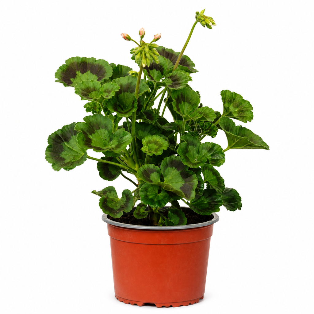 Geranio Zonal con Macetero – 15 a 25 cm
