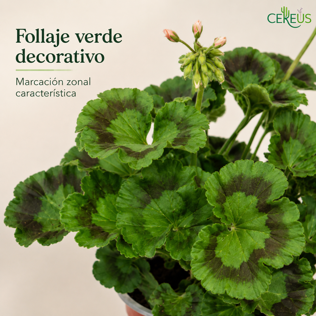 Geranio Zonal con Macetero – 15 a 25 cm