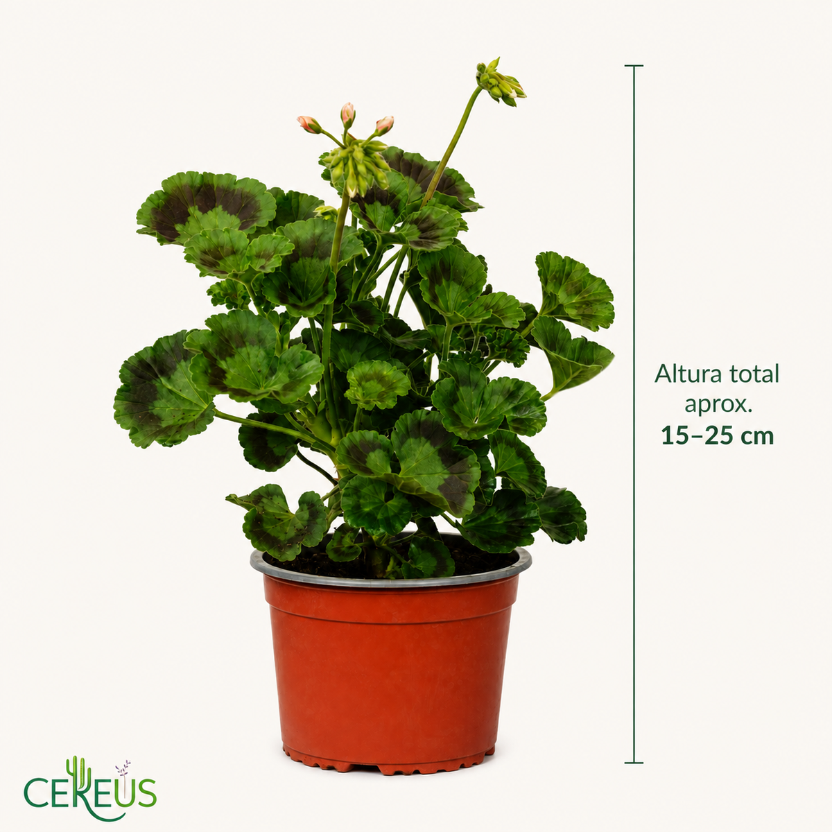 Geranio Zonal con Macetero – 15 a 25 cm