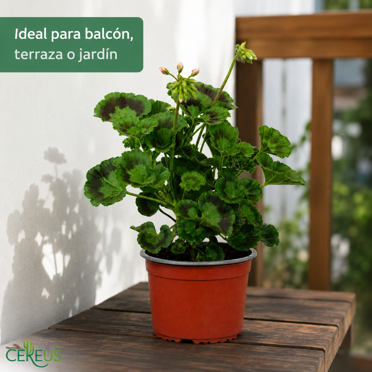 Geranio Zonal con Macetero – 15 a 25 cm