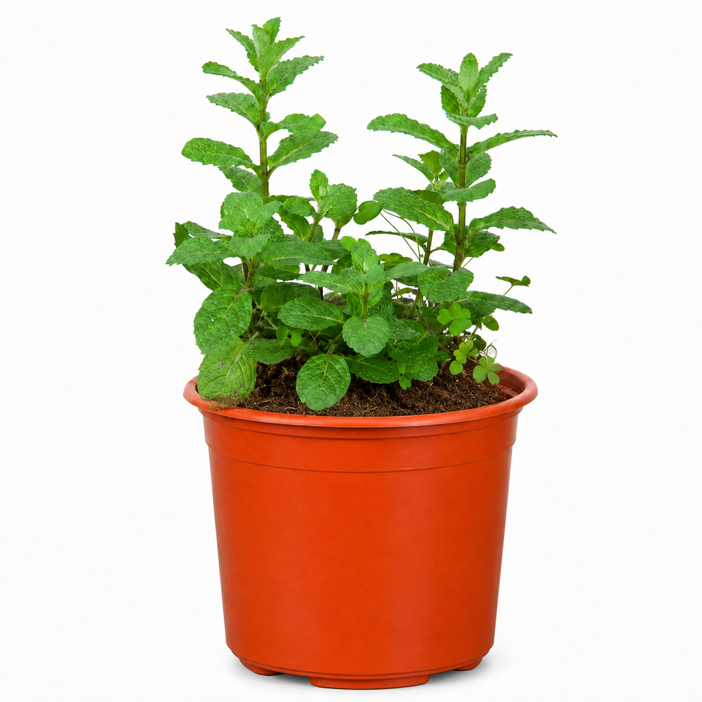 Menta (Hierbabuena) con Macetero – 15 a 25 cm