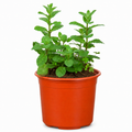 Menta (Hierbabuena) con Macetero – 15 a 25 cm