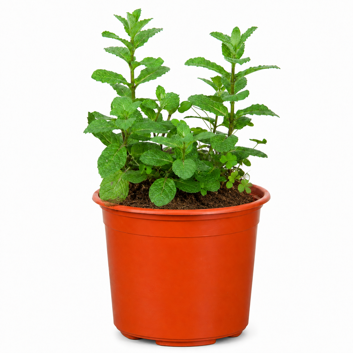 Menta (Hierbabuena) con Macetero – 15 a 25 cm