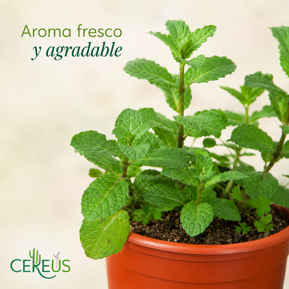 Menta (Hierbabuena) con Macetero – 15 a 25 cm