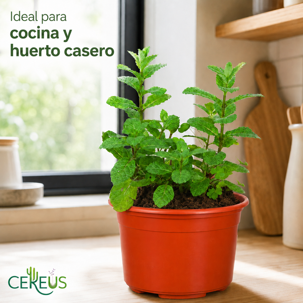 Menta (Hierbabuena) con Macetero – 15 a 25 cm
